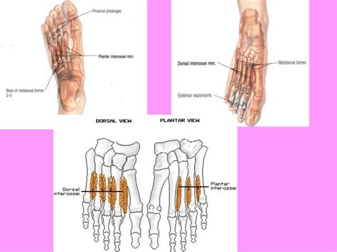 anatomy   foot