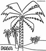 Palm Coloring Tree Pages Trees Beach Print Colorings Sheet Library Getdrawings Drawing Clip sketch template