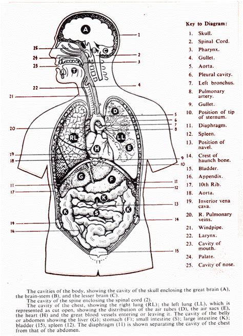 human body systems diagram human body printables human body unit