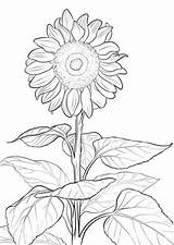 Sunflower Coloring Pages Printable Sheets Adult Sunflowers Flower Drawing Simple Book Print Printables Template Colouring Sun Supercoloring Adults Sheet Colour sketch template
