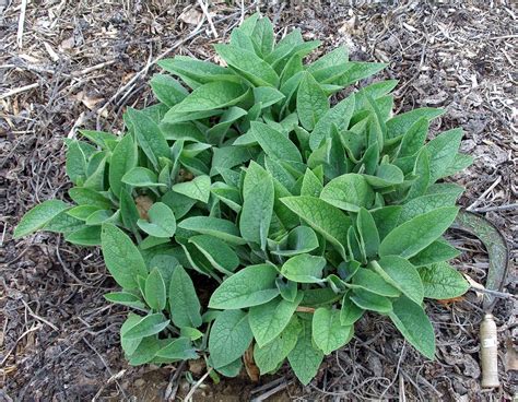 Temperate Climate Permaculture Permaculture Plants Comfrey