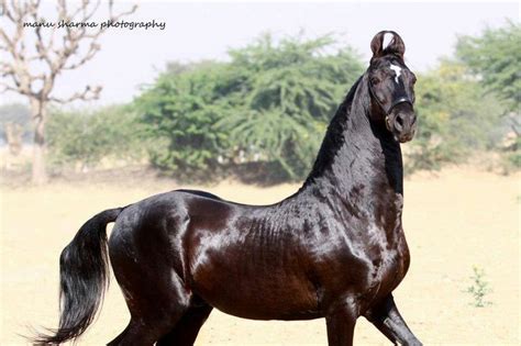 marwari marwari horses horses  beautiful horses