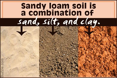 sandy loam soil characteristics  gardening lover   loam