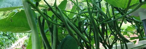beans      productive   maintenance vegetable
