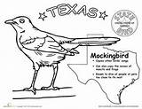 Texas State Drawing Bird Flag Outline History Worksheets Coloring Worksheet Mockingbird Birds Activities Activity Kindergarten Grade Education Science Getdrawings Animals sketch template