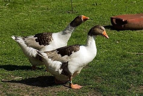 danish landrace goose alchetron   social encyclopedia