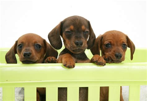 dogs red miniature dachshund pups paws  photo wp
