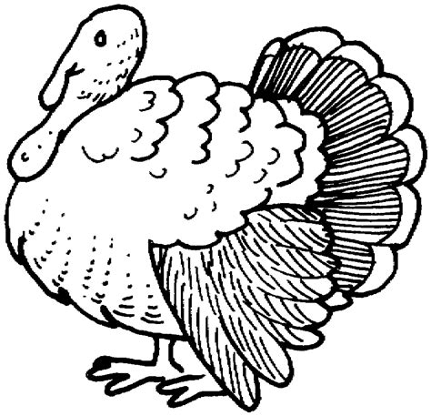 wild turkey coloring pages coloring home
