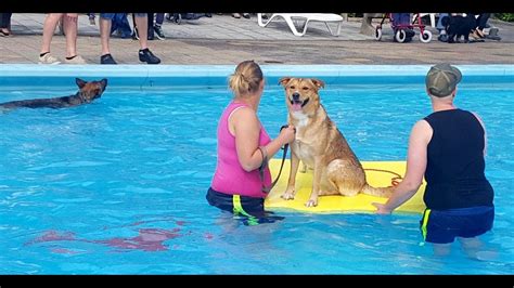 honden zwemmen  zwembad de dobbe noordwolde fr youtube
