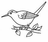 Bird Tailor Colouring sketch template