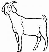 Goat Outline Clipart Clip Cliparts Baby Goats Coloring Kid Animated Boer Animals Drawings Pages Mountain Cartoon Animal Clipartbest Library Clipartmag sketch template