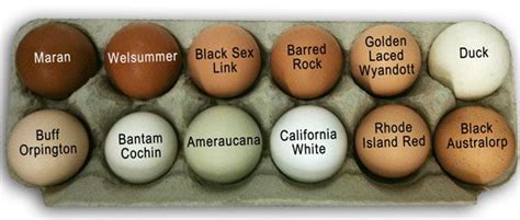 Egg Colors And Breeds Chicks And Chickens Chickens