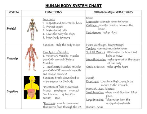 human body system chart
