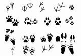 Animaux Tierspuren Amazing Footprints Footprint Pawprints Vecteurs Template Vectoriel Brushes Brosses License sketch template