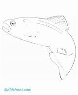 Trout Cutthroat Coloring Pages Template sketch template