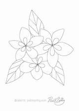 Plumeria Coloring Flower Pages Printable Adult Book Designlooter Color Getdrawings Getcolorings 474px 7kb sketch template