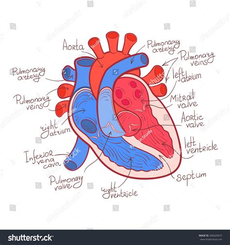 stock vektor heart anatomy color outline vector illustration bez