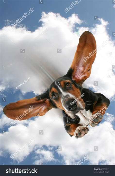 flying dog stock photo  shutterstock