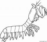 Coloring Mantis Krill Invertebrates Automatically Coloringall sketch template