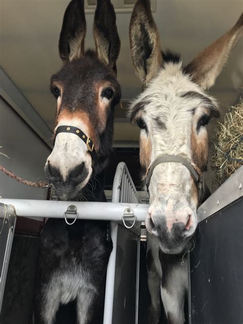 mammoth donkeys arrive   centre  season    incredible