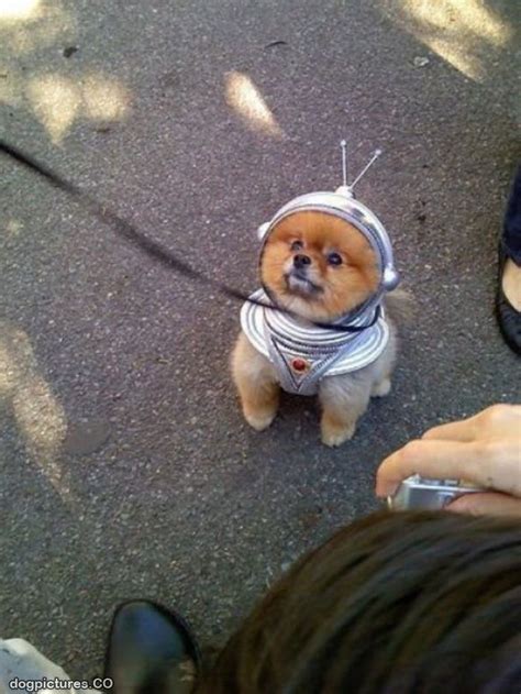 space puppy dog pictures