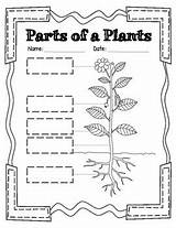 Plant Parts Label Color Activity Define Cut Labels sketch template