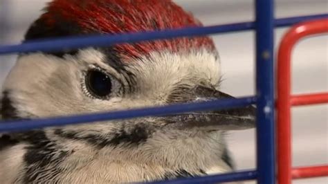 woodpecker chicks reared by hand at warwickshire sanctuary bbc news