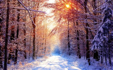 winter trees scenery pics wallpaper  fanpop