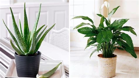 indoor plants    home cool