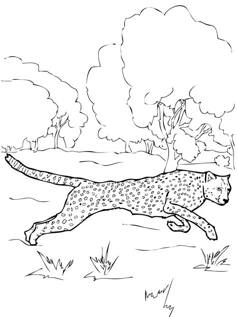 cheetah coloring pages printable background color pages collection