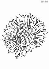 Sonnenblume Flower Realistic Sunflowers Malvorlagen Stiel Malvorlage Ohne Sonnenblumen Gogh sketch template