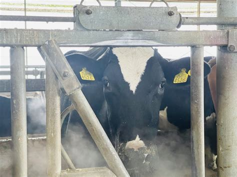 Farmer Makes Cows Wear Vr Headsets To Simulate Green Pasture Techspot