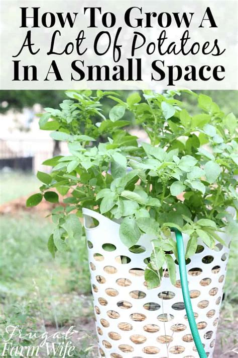 grow potatoes  containers  frugal farm wife