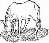 Vaca Cows Colorir Pastando Kolorowanka Krowa Coloringme Krowy Kolorowanki Cattle Comendo Grama Druku Colorare Mucca Mangia Vacas Erba Drukuj sketch template