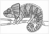 Coloring Pages Mandala Chameleon Choose Board Mandalas sketch template