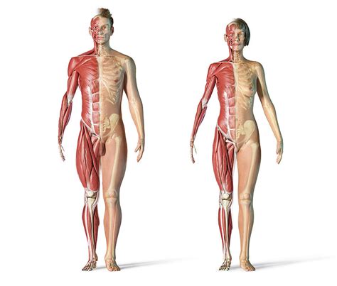 learn anatomy  mbbs mednotes blog mednotes blog