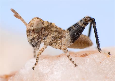 pallid winged grasshopper immature trimerotropis palli flickr