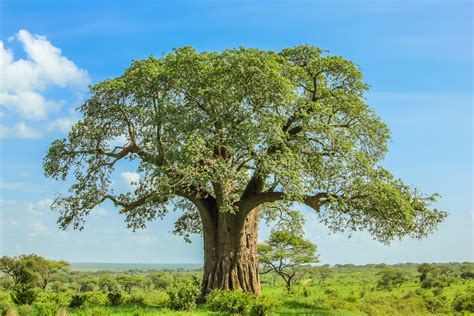 affenbrotbaum ueberwintern  kommt der baobab durch den frost