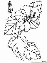Coloring Flower Pages Sheets Printable Hibiscus Library Clipart sketch template