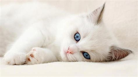 10 new cute cat wallpapers hd full hd 1080p for pc background wallpaper for pc cute cat