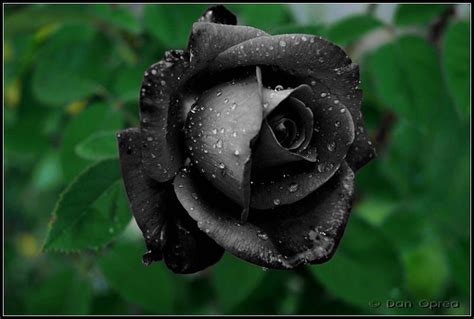 black rose throughlifelightandlensblogspotcommi flickr