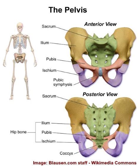 Diagram Of Male Groin Area Pain During Sex And Chronic Pelvic Pain