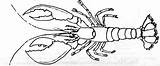 Homard Lobster Langosta Animaux Coloriage Coloriages sketch template