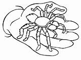Spiders Ws Kids sketch template