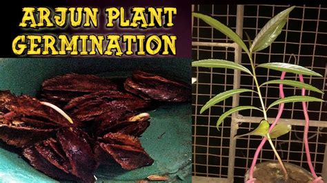 grow arjuna plant arjuna seedsneermaruth tree germination