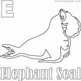 Seal Elephant Coloring Pages Getcolorings Printable sketch template