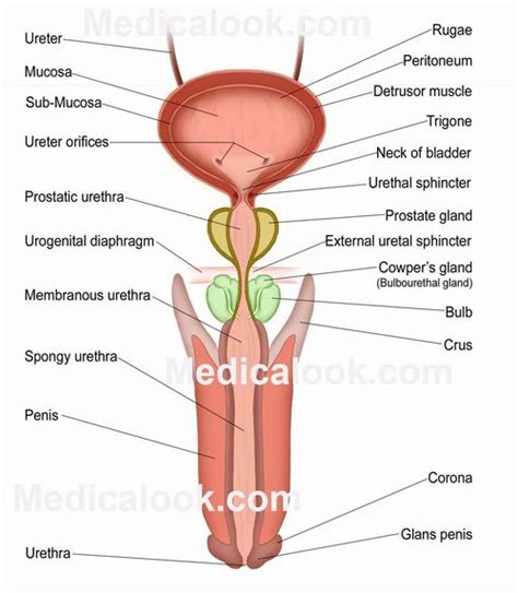 Urethra Human Anatomy Organs