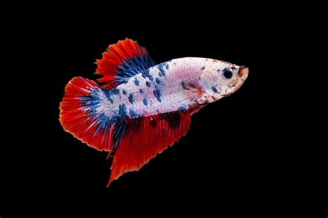 types  betta fish names tail shape  color