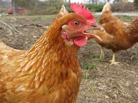 are golden sexlink chickens good egg layers