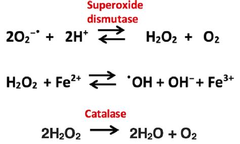 Superoxide Anion Conversion Pathway To Hydroxyl Radical And Catalase